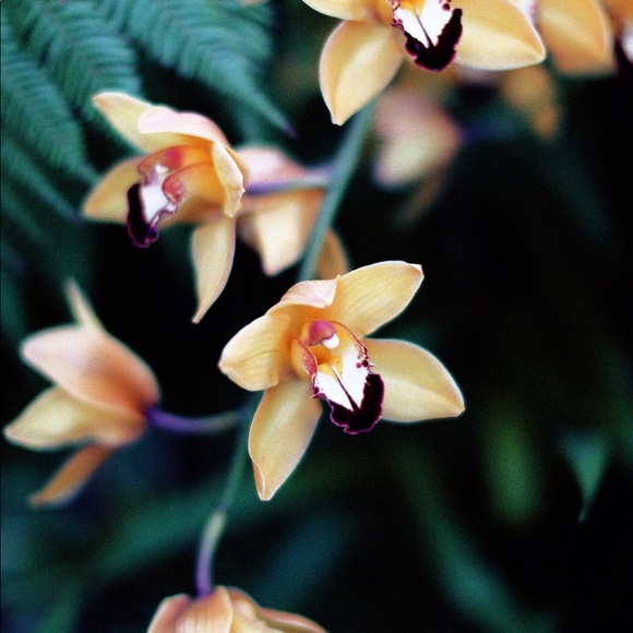 Meet your Posher - Picture 1 of 1